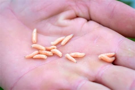 Schoolchildren left horrified after maggots fell from…