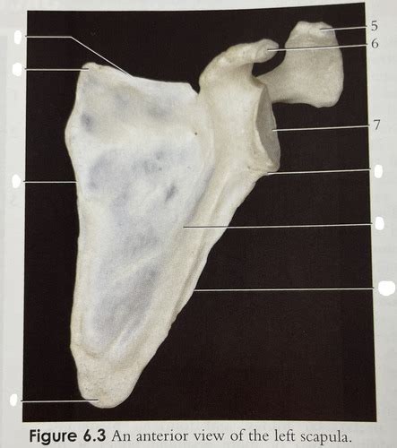 BIOL 3200 Comparative Study of the Scapula Flashcards | Quizlet