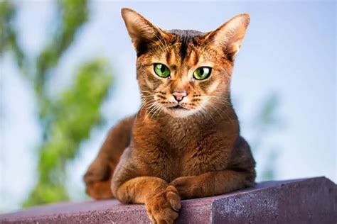 Habeş (Abyssinian) Özellikleri ve Bakımı » Petibom