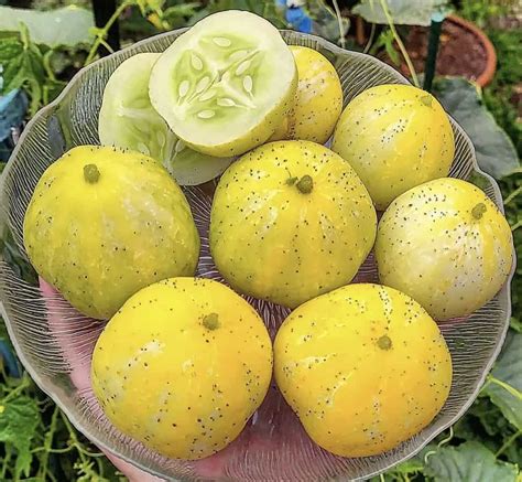 lemon cucumbers  vibrant twist   regular cucumber