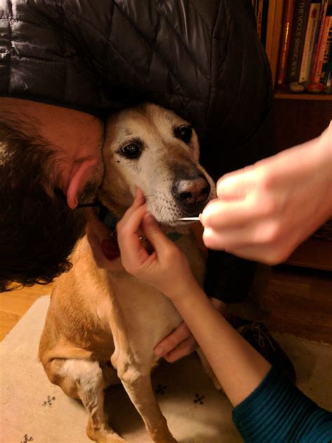 companies that test on animal 8
