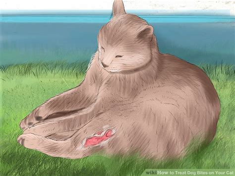 How to Treat Dog Bites on Your Cat: 11 Steps (with Pictures)