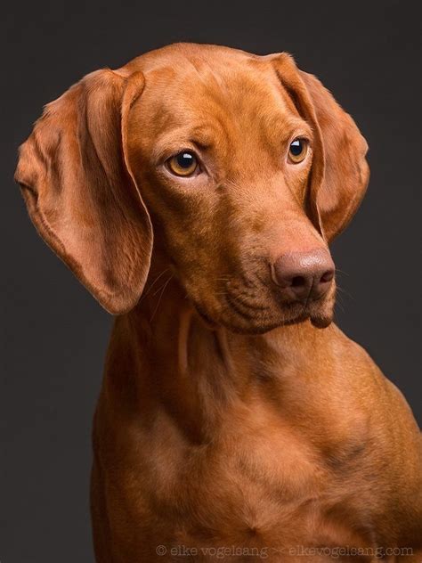 Vizsla vs weimaraner do you know how to tell the difference – Artofit