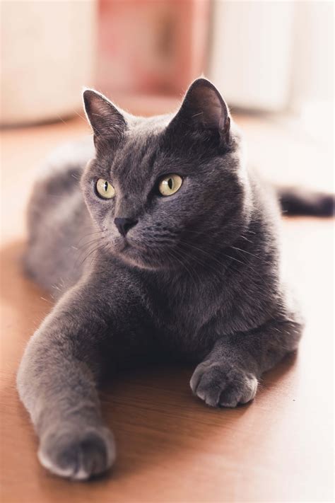 Download Russian Blue Cat Pictures | Wallpapers.com