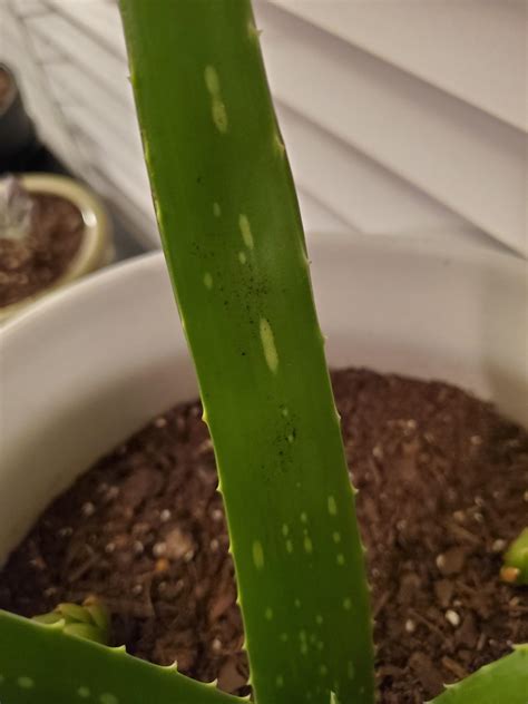 Help! Just noticed these tiny black spots on my aloe plant. Anyone know