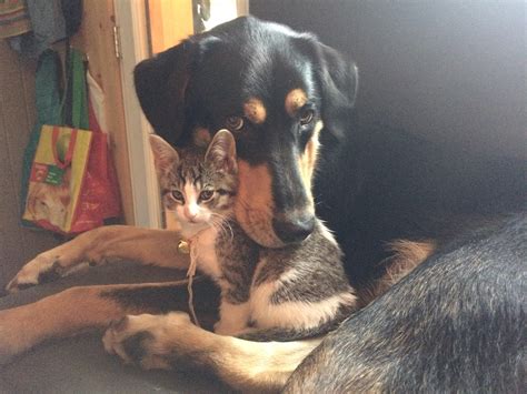 Instant best friends. 6 month old cat, 1 year old dog. : r/aww