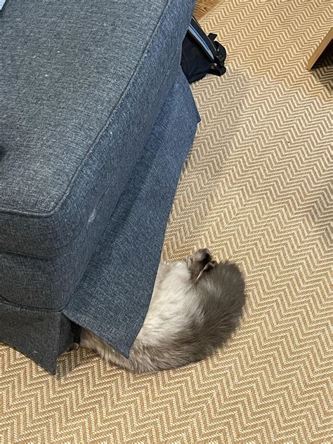 Every Roach Type Has A Different Hiding Spot In Your Kitchen