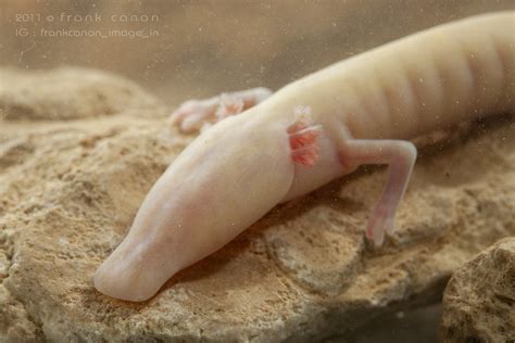 Proteus anguinus (Slovenia) | _MG_3076 | Frank Deschandol | Flickr