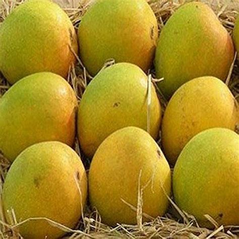 ratnagiri alphonso mango color yellow   price  ratnagiri