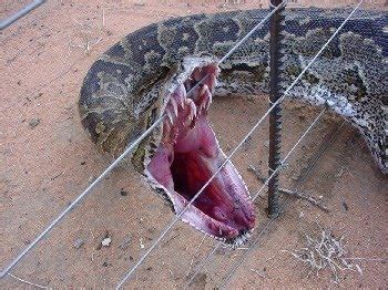 Carnivore: crocodile vs anaconda