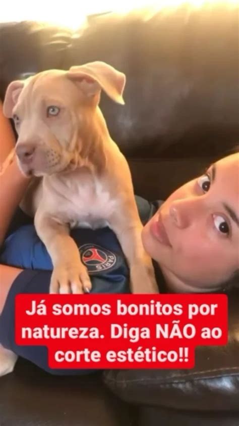 Quanto Custa Para Cortar A Orelha Do Pitbull - Pitbull Com A Orelha Cortada