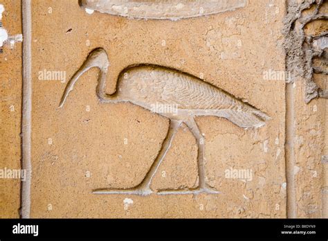 Egyptian Ibis Bird