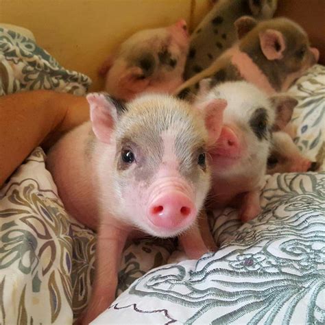 Potbelly Pig Colors - Farm House