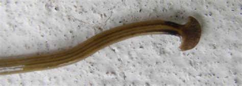 Worm