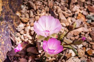 Montana State Flower: Bitterroot (Lewisia rediviva) - Pocket Montana