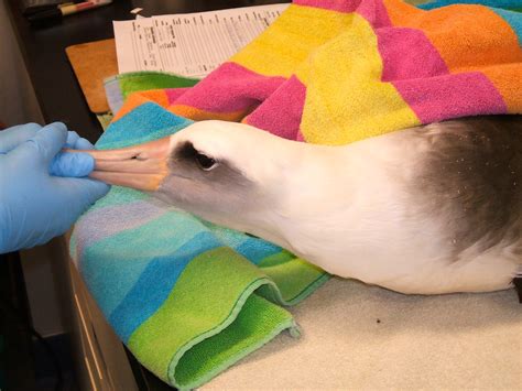 Rare Albatross Set For Release by International Bird Rescue