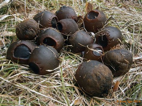 Саркосома шаровидная (Sarcosoma globosum) фотографии, видео и истории