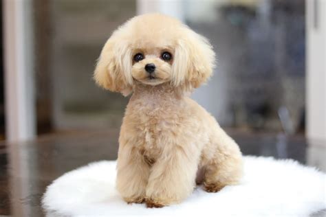 13 Dog salon ideas | dog salon, poodle puppy, poodle haircut