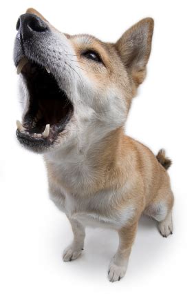 dog training problem dog barking    fix  houston pettalk