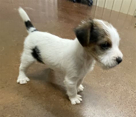 SOLD Lucy Male 1 - Tri Rough Male Jack Russell Terrier Puppy For Sale