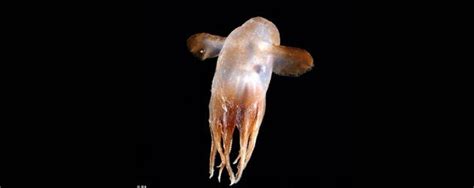 Grimpoteuthis New Species Found - Oddpedia.com