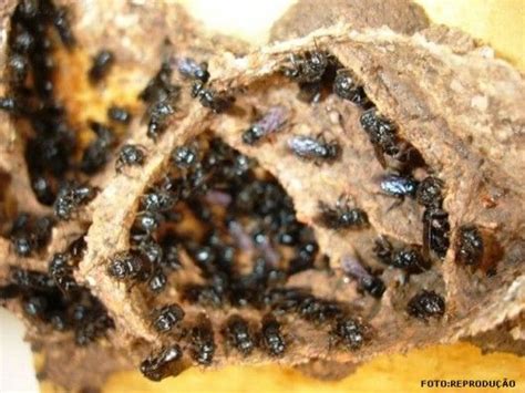 Abelhas Boca De Sapo - Abelhas sem ferrão: Boca-de-Sapo (Partamona helleri) | Tipos de abelhas ...