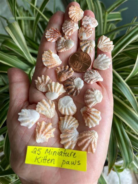 Kitten Paw Shells Sanibel Kitten Paws Cleaned & Lightly - Etsy