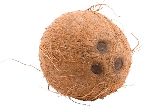 coconut  shape coconut png clipart unlimited   artofit