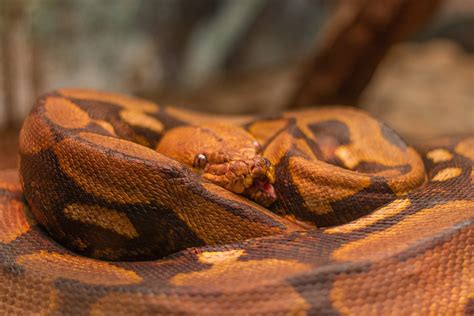 Boa Reptile Snake - Free photo on Pixabay - Pixabay