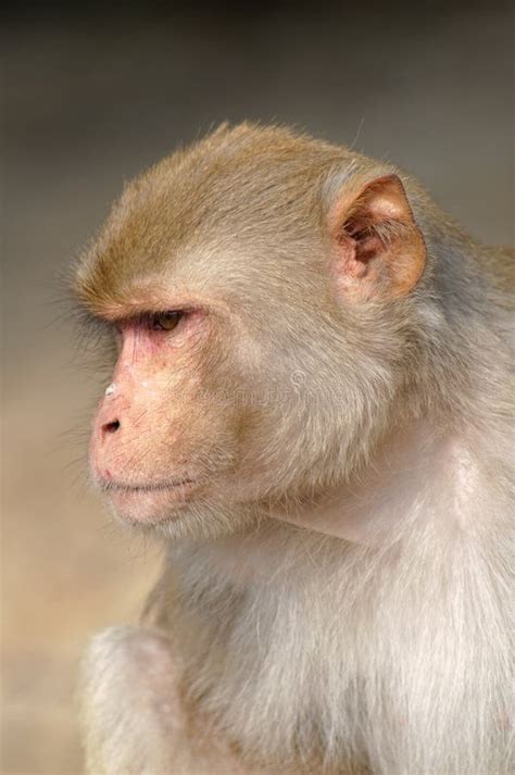 338 Rhesus Macaque Male Stock Photos - Free & Royalty-Free Stock Photos from Dreamstime