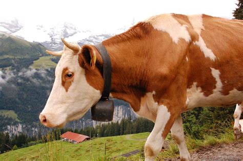 German Farmers' Association accused of hypocrisy - Euractiv