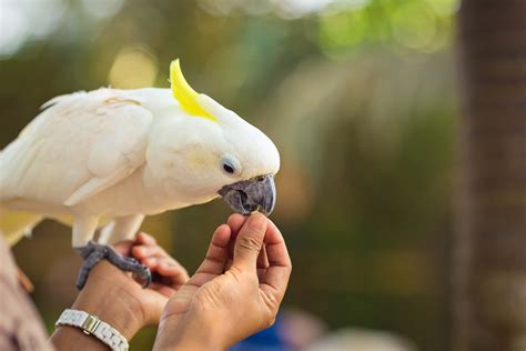 Cockatoo: care, social behaviour, feeding, housing, buying - Versele-Laga