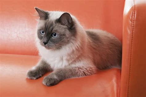 How Large is the Typical Ragdoll Cat? - Bright Whiskers