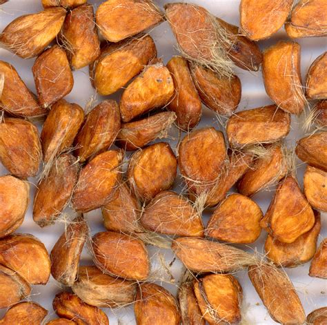 Wild Rose Seeds Free Stock Photo - Public Domain Pictures
