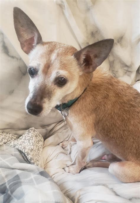 Said goodbye to this amazing 15 year old rescue today. Go be healthy