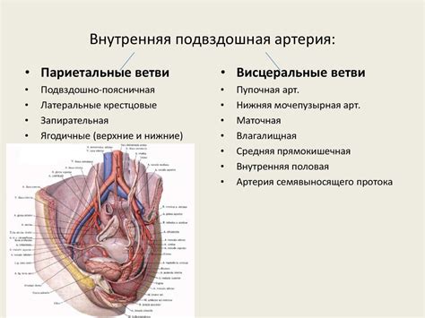 Функциональная анатомия и развитие артерий - презентация онлайн