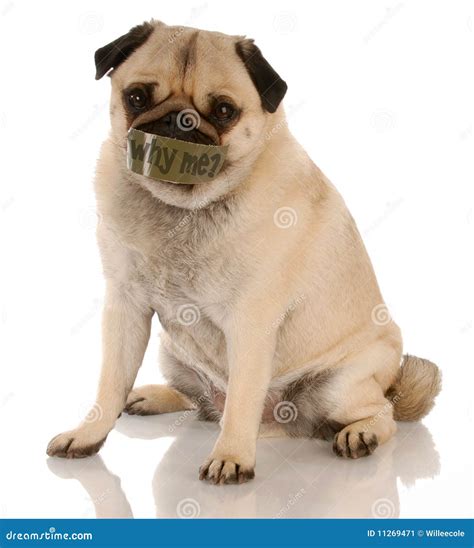 Sad, Neglected, Mistreated Or Abused And Abandoned Puppy Dog Lying In