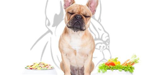 L'alimentation du bouledogue français