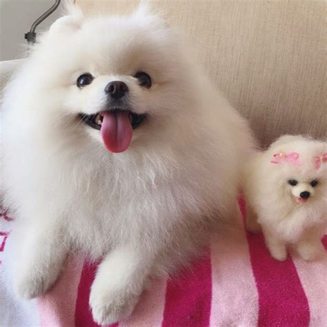 Spitz Japonês X Spitz Alemão - Diferença Spitz Alemão e Japonês | Mundo Ecologia