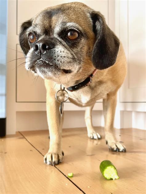 Can Dogs Eat Cucumbers? - One Hundred Dollars a Month