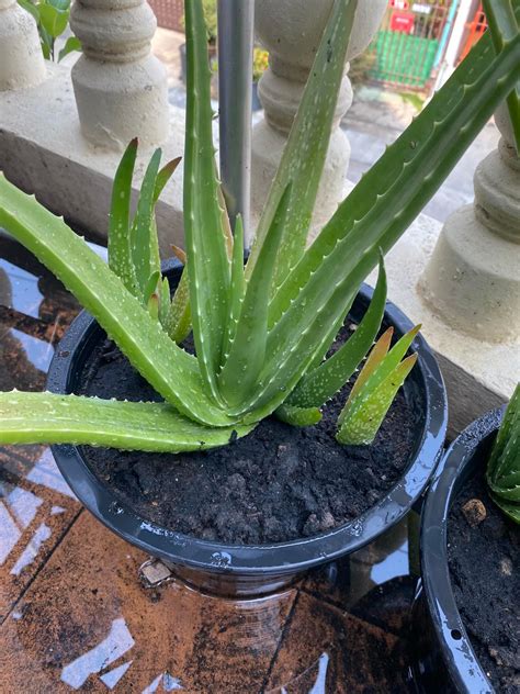 Nuttacha Yuneoid added a new photo. - Nuttacha Yuneoid