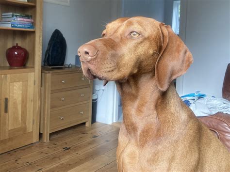 Beauty 🧡🐾 : r/vizsla