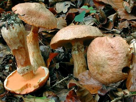 Suillus tridentinus: The Ultimate Mushroom Guide