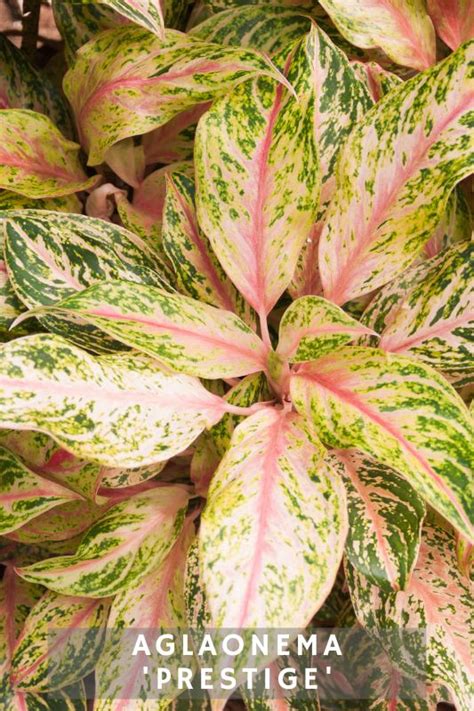 18 Aglaonema Varieties: Pink, Red, & Silver Options to Brighten Your ...