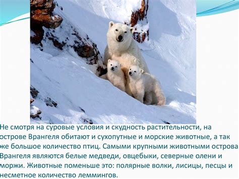 Остров Врангеля (заповедник) - презентация онлайн