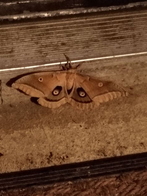 Gigantic Brown Moth by CrystalConfection on DeviantArt