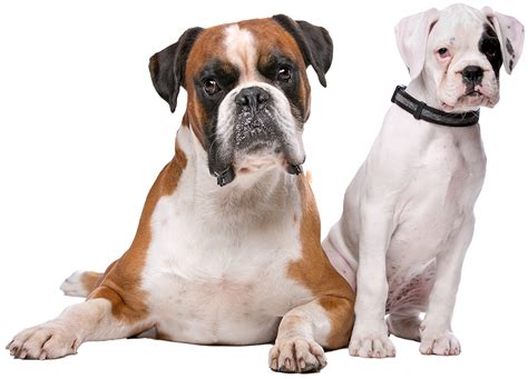 Canine Confidence Presentation from Bombproof Boxer