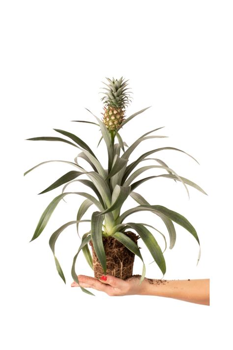 how to plant ananas 5