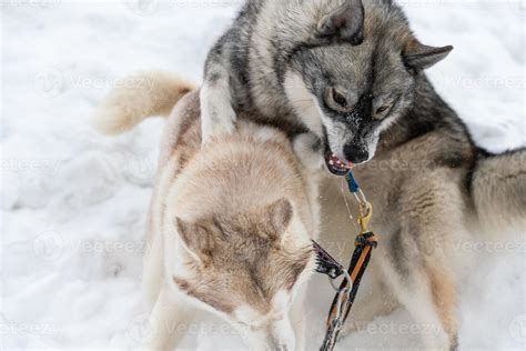 Husky dogs bark, bite and play in snow. Funny sled dogs winter play. Aggressive siberian husky