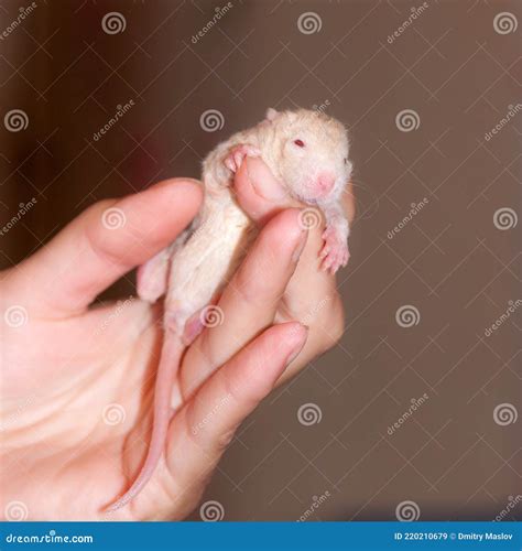 Little baby rat stock image. Image of rodent, palm, mammal - 220210679